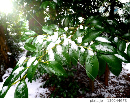 雪が乗った神社の榊の葉 130244678