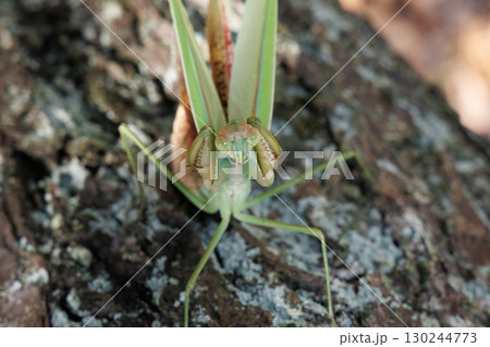 オオカマキリの威嚇 オオカマキリの威嚇 130244773