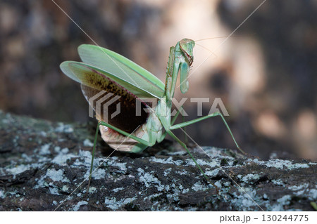 オオカマキリの威嚇 オオカマキリの威嚇 130244775