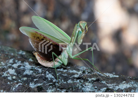 オオカマキリの威嚇 オオカマキリの威嚇 130244782