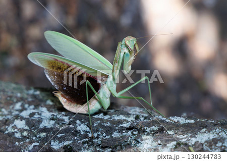 オオカマキリの威嚇 130244783