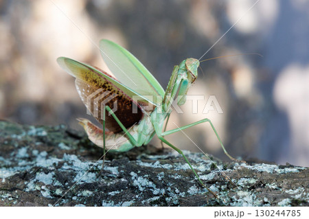 オオカマキリの威嚇 130244785