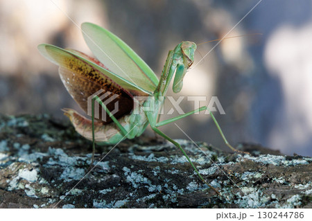 オオカマキリの威嚇 130244786