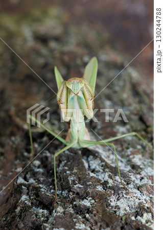 オオカマキリの威嚇 130244788