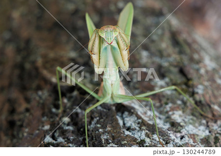 オオカマキリの威嚇 オオカマキリの威嚇 130244789