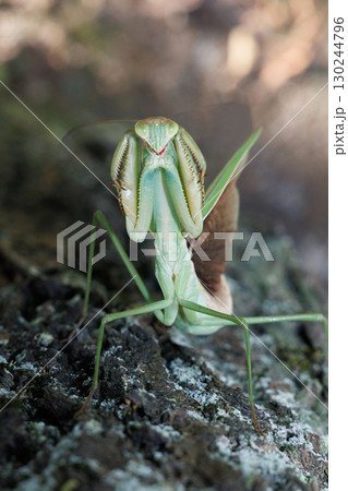 オオカマキリの威嚇 130244796