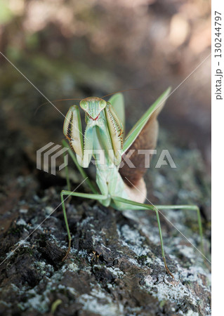 オオカマキリの威嚇 オオカマキリの威嚇 130244797