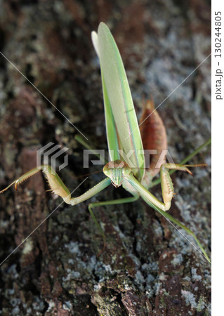 オオカマキリの威嚇 130244805