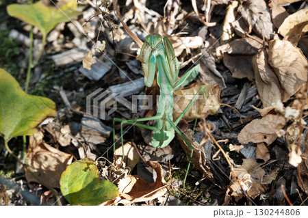 オオカマキリの威嚇 130244806