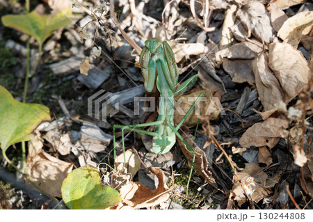 オオカマキリの威嚇 130244808