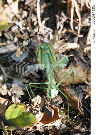 オオカマキリの威嚇 130244809