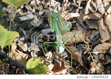 オオカマキリの威嚇 130244810