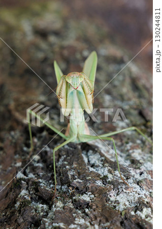 オオカマキリの威嚇 オオカマキリの威嚇 130244811