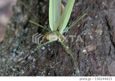 オオカマキリの威嚇 130244815