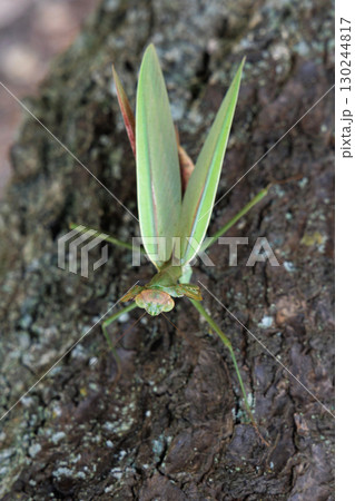 オオカマキリの威嚇 オオカマキリの威嚇 130244817