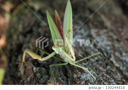 オオカマキリの威嚇 オオカマキリの威嚇 130244818