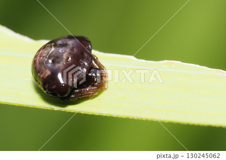 シロオビトリノフンダマシ（メス・黒色型） 130245062