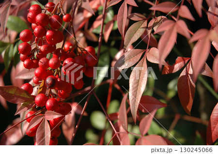Bright red ripe nandina fruit / 真っ赤に実った南天の果実 130245066