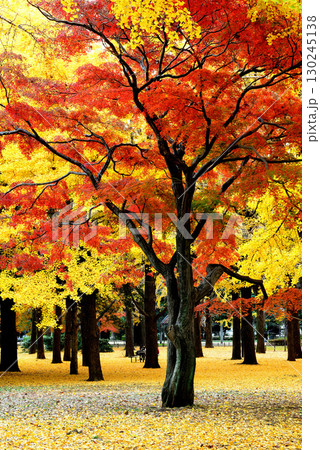 代々木公園の紅葉 晩秋の赤く染まったもみじと黄色の銀杏の木 代々木公園の紅葉 晩秋の赤く染まったもみじと黄色の銀杏の木 130245138