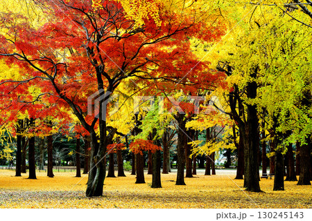 代々木公園の紅葉 晩秋の赤く染まったもみじと黄色の銀杏の木 代々木公園の紅葉 晩秋の赤く染まったもみじと黄色の銀杏の木 130245143