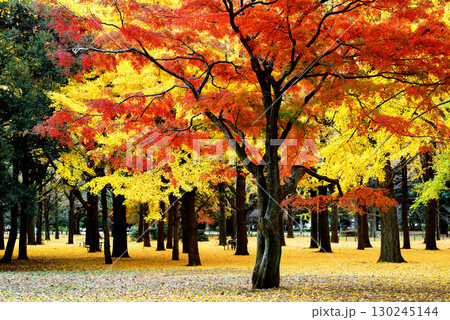 代々木公園の紅葉 晩秋の赤く染まったもみじと黄色の銀杏の木 130245144