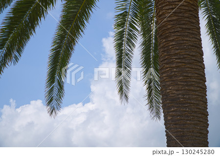 南国に生えるヤシの木 130245280