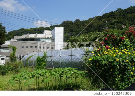 神奈川県相模原市緑区の相模川清流の里周辺の風景 130245309