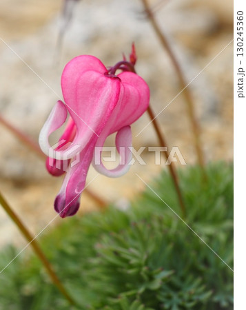 中央アルプスに咲くコマクサ(20250822091932) 中央アルプスに咲くコマクサ(20250822091932) 130245360