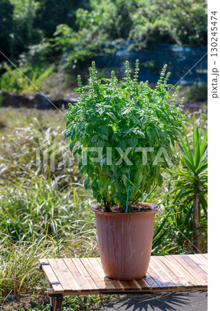 青空の下で元気に育つバジルの鉢植え　家庭菜園やガーデニングに人気のハーブ植物 130245474