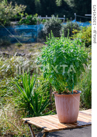 青空の下で元気に育つバジルの鉢植え　家庭菜園やガーデニングに人気のハーブ植物 130245475