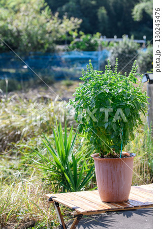 青空の下で元気に育つバジルの鉢植え 家庭菜園やガーデニングに人気のハーブ植物 青空の下で元気に育つバジルの鉢植え 家庭菜園やガーデニングに人気のハーブ植物 130245476