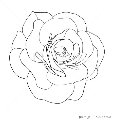 Camellia flowers line art vector Camellia and rose flower head for spring isolated in white background. Vector illustration Camellia flowers line art vector Camellia and rose flower head for spring isolated in white background. Vector illustration 130245708