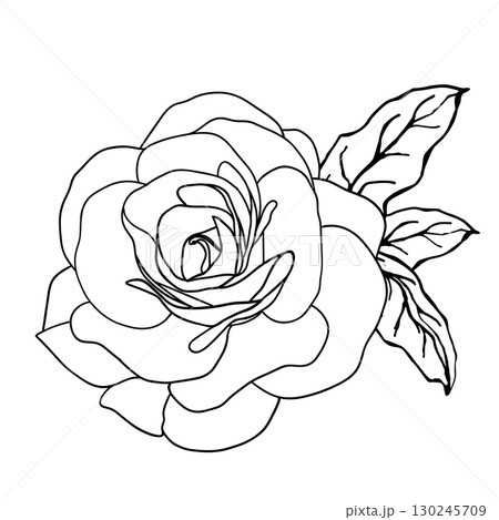 Camellia flowers with leaves line art vector Camellia and rose flower head for spring isolated in white background. Vector illustration 130245709