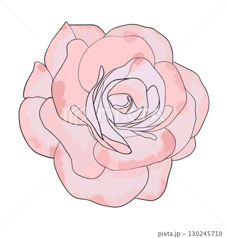 Camellia flowers head watercolor vector Camellia and rose flower head for spring isolated in white background. Vector illustration 130245710