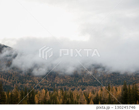 Foggy Forest Landscape in the Mountains Foggy Forest Landscape in the Mountains 130245746