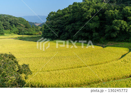 棚田のある風景 平塚 琵琶の棚田 棚田のある風景 平塚 琵琶の棚田 130245772