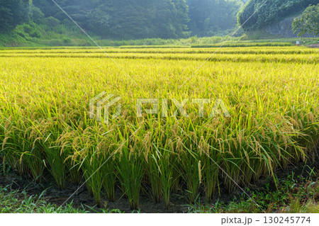 棚田のある風景 平塚 琵琶の棚田 棚田のある風景 平塚 琵琶の棚田 130245774