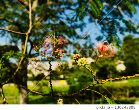 水辺の風景、ネムノキ 水辺の風景、ネムノキ 130245809