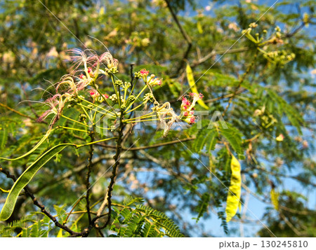 水辺の風景、ネムノキ 水辺の風景、ネムノキ 130245810
