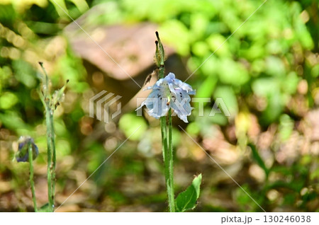 2025年猛暑の日々に咲く終焉に近いヒマラヤの青いケシ 130246038