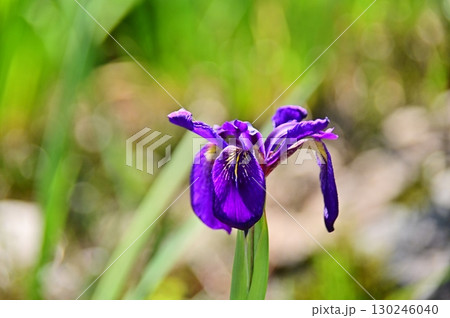 ノハナショウブの青紫色の花びら ノハナショウブの青紫色の花びら 130246040