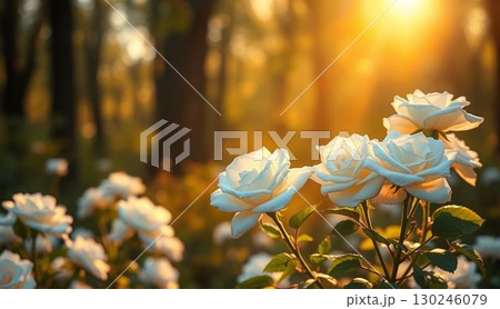 White Rose 130246079