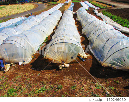 畑のトンネル栽培の風景 畑のトンネル栽培の風景 130246080