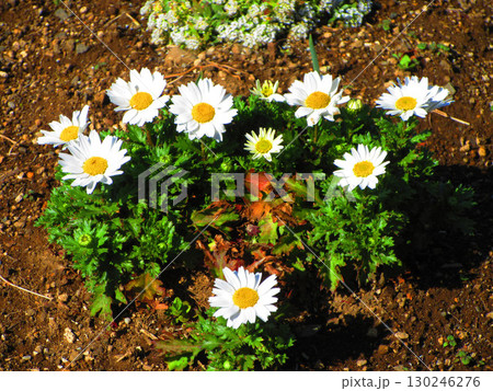 花壇のマーガレットの花の風景 花壇のマーガレットの花の風景 130246276