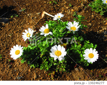 花壇のマーガレットの花の風景 花壇のマーガレットの花の風景 130246277