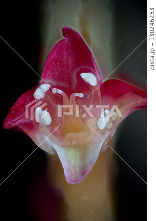 ミズヒキの花 ミズヒキの花 130246283