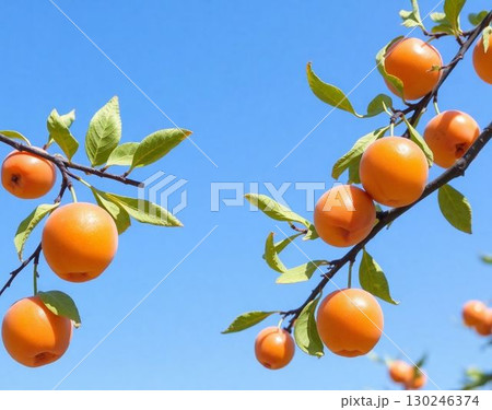 Apricot 130246374