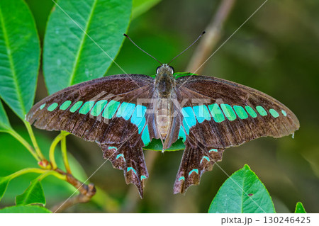 後翅が破れているアオスジアゲハ 130246425