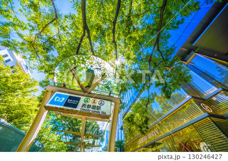 日本の東京都市景観 東京・表参道の緑溢れる並木などを望む 日本の東京都市景観 東京・表参道の緑溢れる並木などを望む 130246427