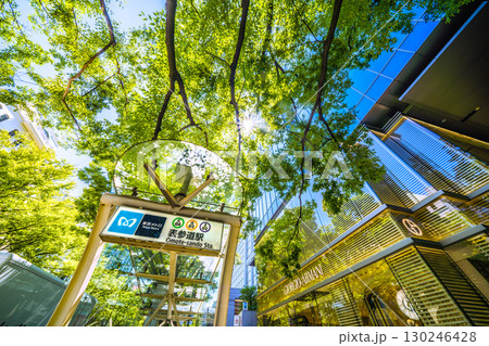 日本の東京都市景観 東京・表参道の緑溢れる並木などを望む 130246428